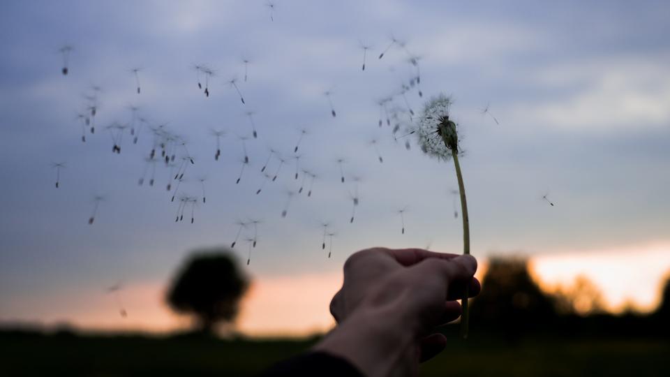 Dandelion in the wind