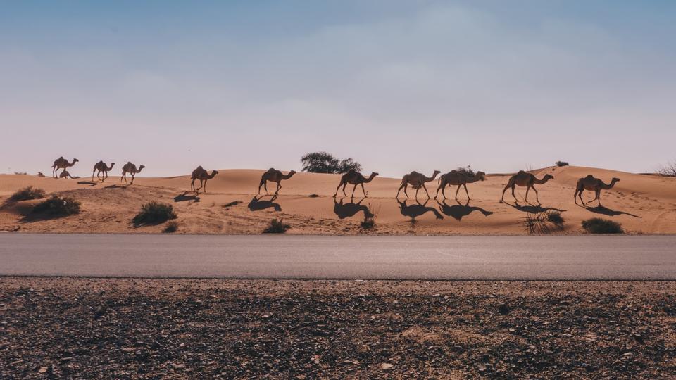 Camels in the dessert