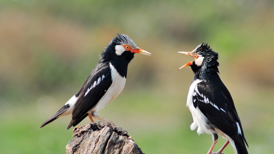 Birds arguing