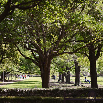 Trees in a quad on Rice Campus