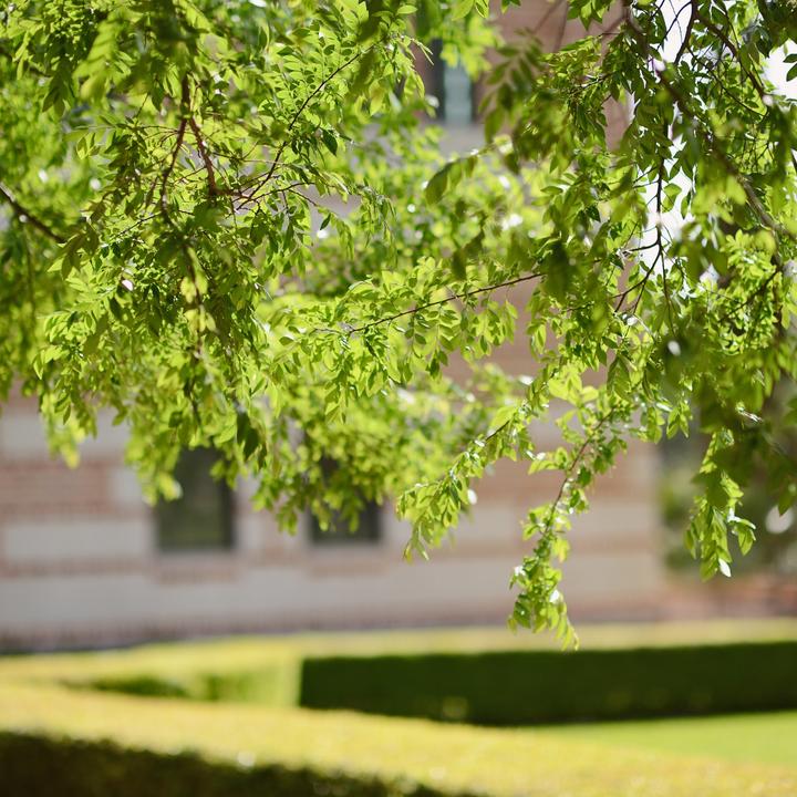 Green area with trees and a building at Rice University